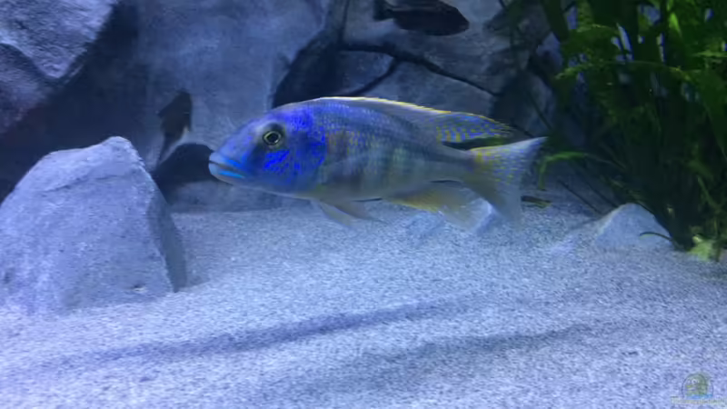 Buccochromis Heterotaenia von Matze0815 (34)