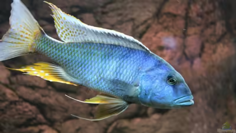 Buccochromis Heterotaenia von Wietze Bron (33)
