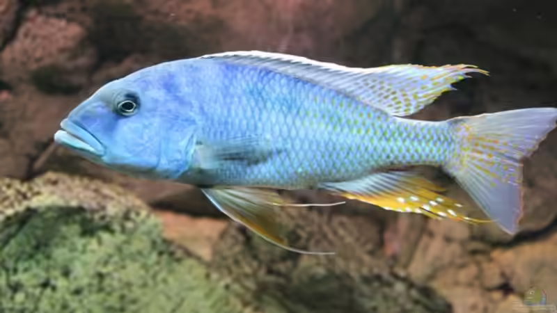 Buccochromis Heterotaenia von Wietze Bron (34)