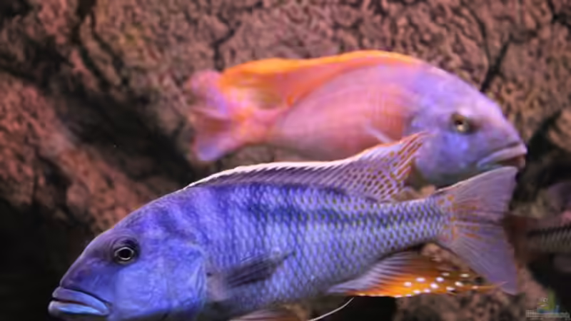 Buccochromis Heterotaenia von Wietze Bron (35)