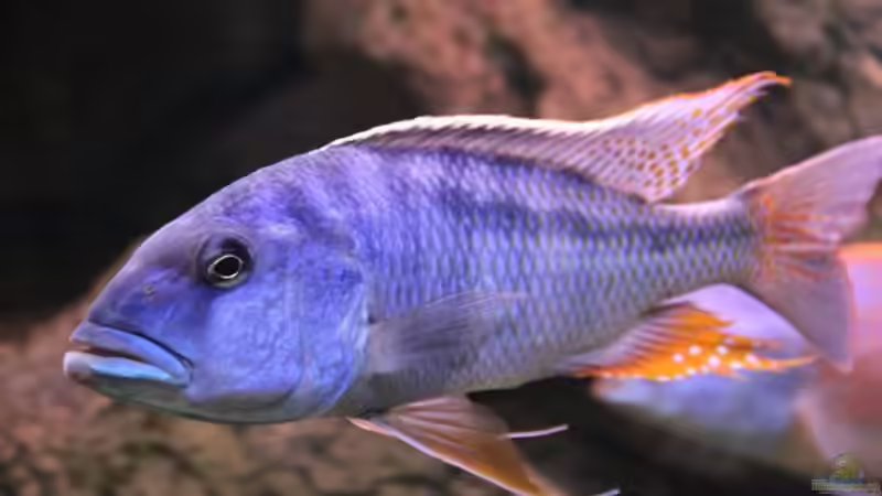 Buccochromis Heterotaenia von Wietze Bron (61)