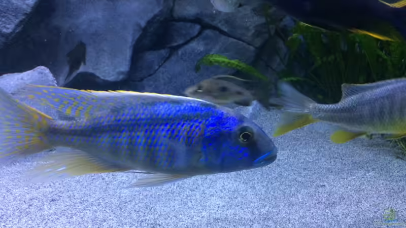 Aquarien mit Buccochromis heterotaenia