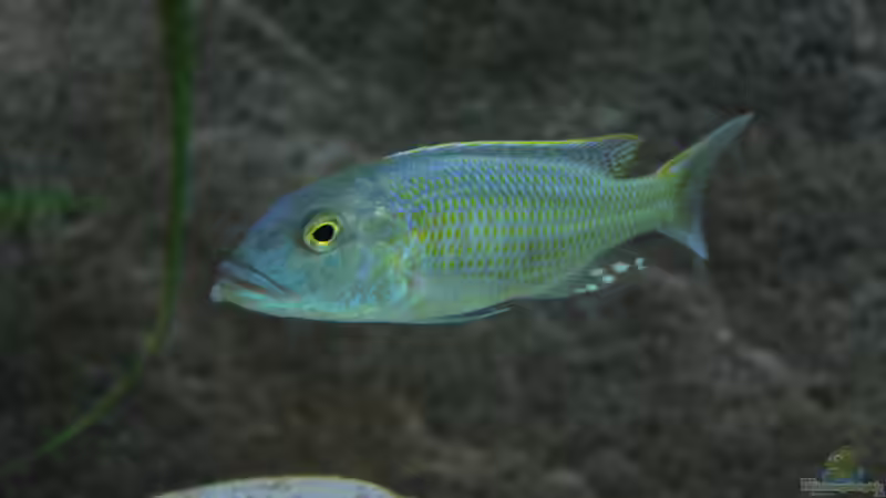 Buccochromis Lepturus  von Lukas Meierjohann (7)