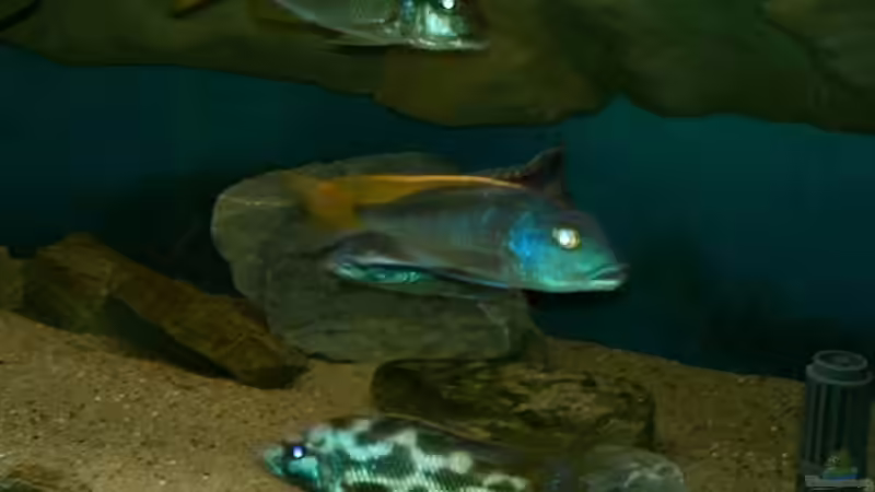 Einrichtungsbeispiele für die Haltung von Buccochromis nototaenia im Aquarium