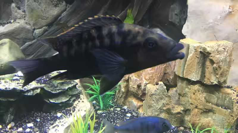 Buccochromis Rhoadesi von David Malawi (21)