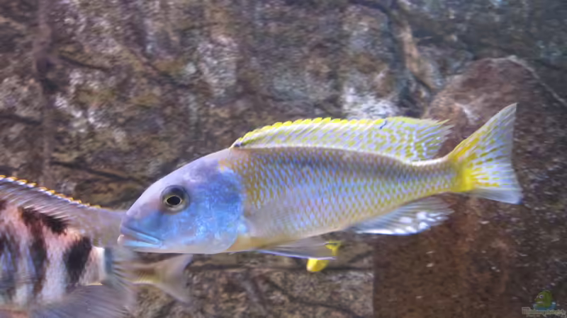 Einrichtungsbeispiele für die Haltung von Buccochromis rhoadesii im Aquarium