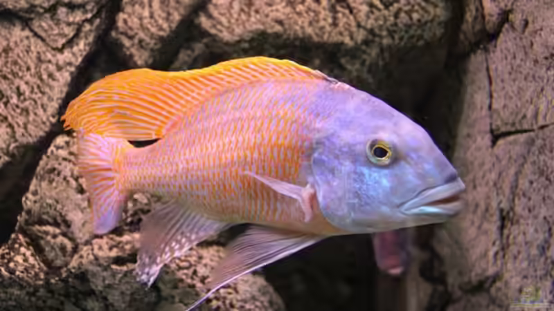 Buccochromis Rhoadesii von Wietze Bron (62)