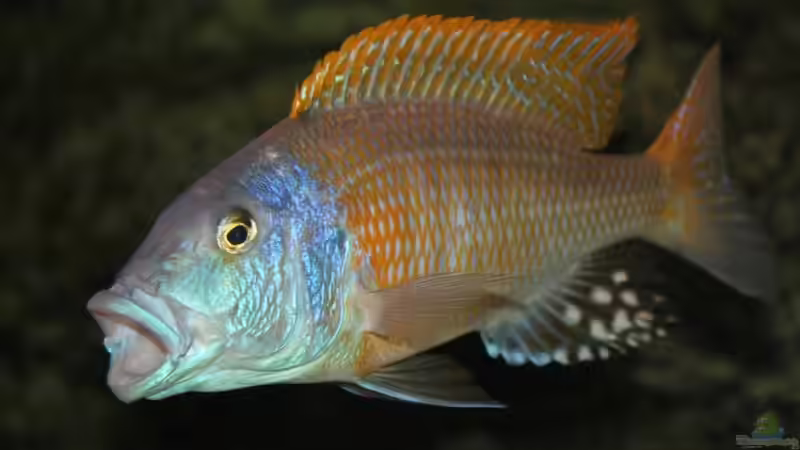 Einrichtungsbeispiele für die Haltung von Buccochromis rhoadesii im Aquarium