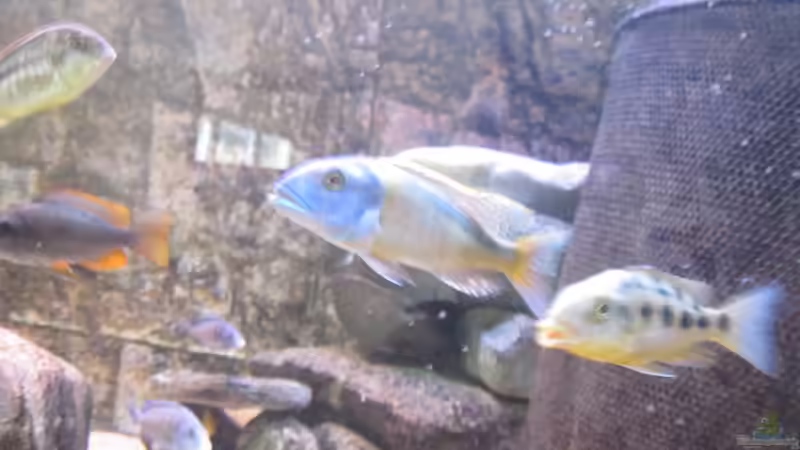 Einrichtungsbeispiele für Aquarien mit Buccochromis-Arten aus dem Malawisee