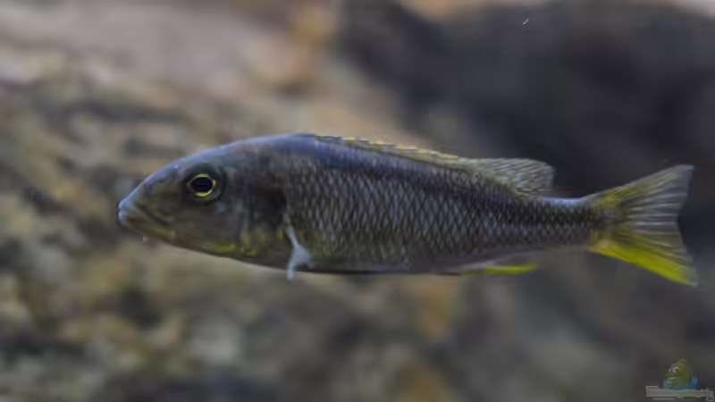 Einrichtungsbeispiele für Aquarien mit Buccochromis-Arten aus dem Malawisee