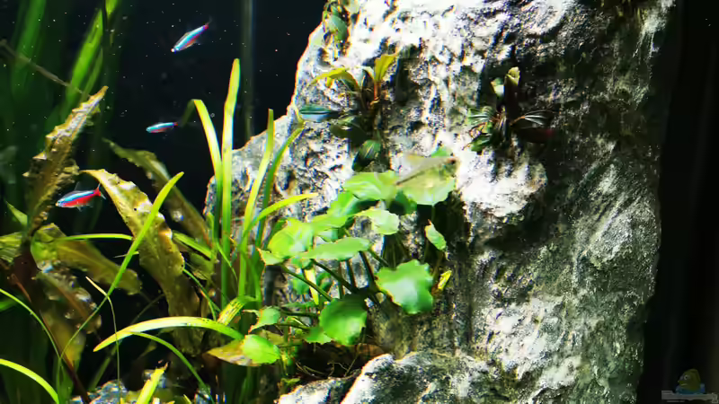 Bucen Felsen ( wird im Laufe der Zeit noch erweitert)  von Heike Fuchs (45)