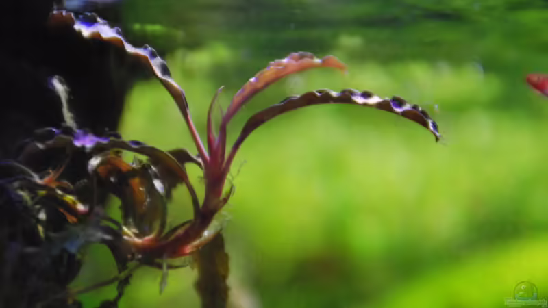 Bucephalandra  sp ´Kedagang´ von lomarraco (21)