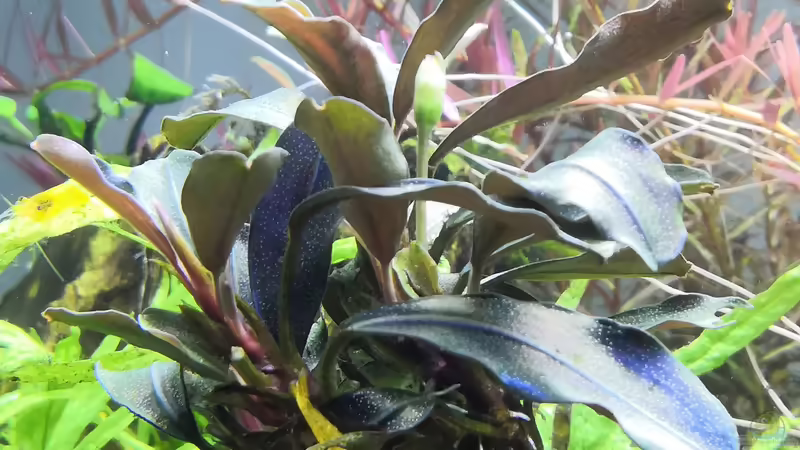 Bucephalandra  von Aquaritch (20)