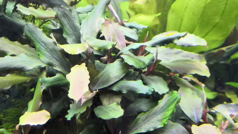 Bucephalandra Big Blue  von Aquaritch (18)