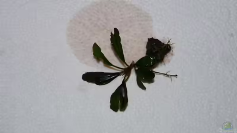 Bucephalandra ´Blue Devil´  von Zebraschneggla (31)