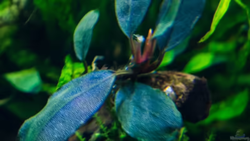 Bucephalandra ´elegant blue´  von Betta Chris (65)