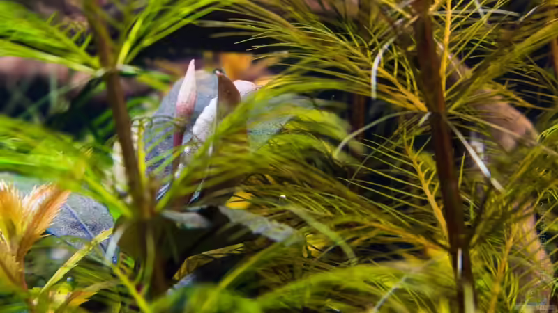 Bucephalandra elegant blue mit Blütentrieb 31.10.15 von Betta Chris (66)