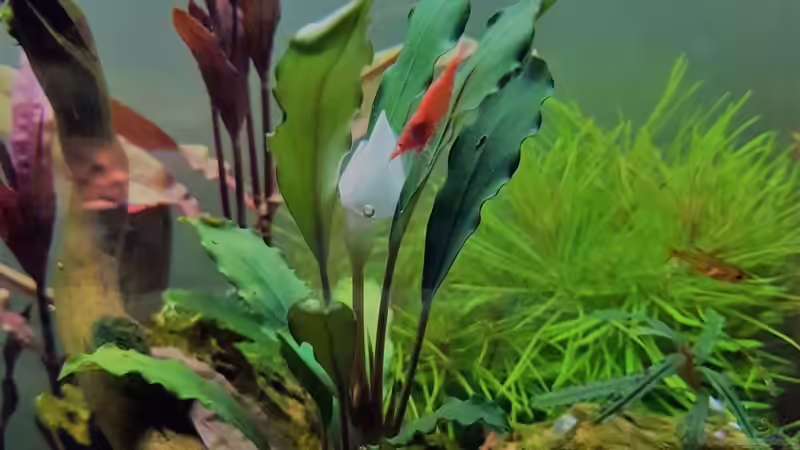 Bucephalandra genaue Bezeichnung leider Unbekannt von Rotkopfsalmler (5)