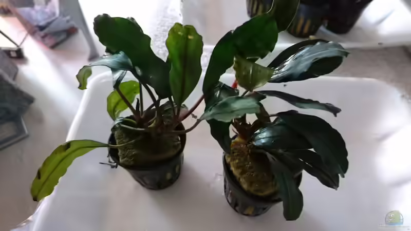 Bucephalandra Green Broad Leaf von Inuki (7)