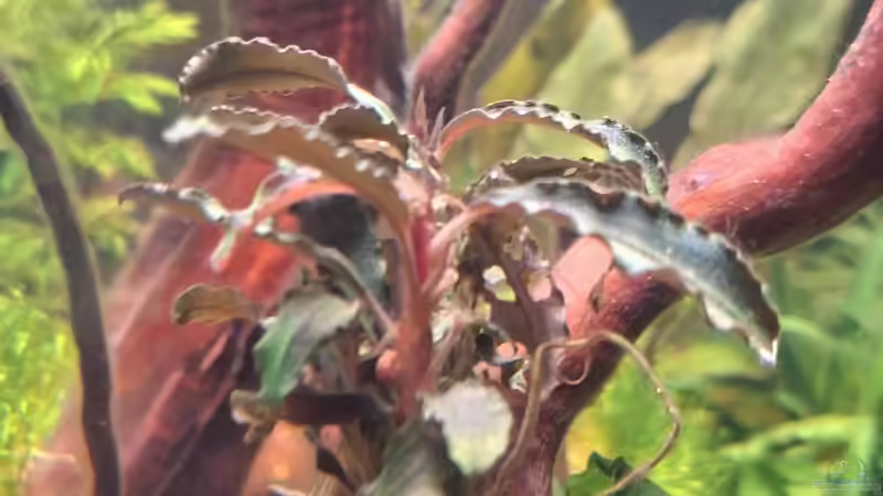 Bucephalandra ´Kedagang´ von ernst11 (9)