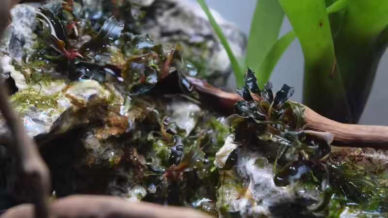 Bucephalandra Kedagang von Junglist (17)