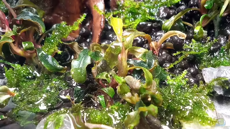 Bucephalandra kedagang von Junglist (6)