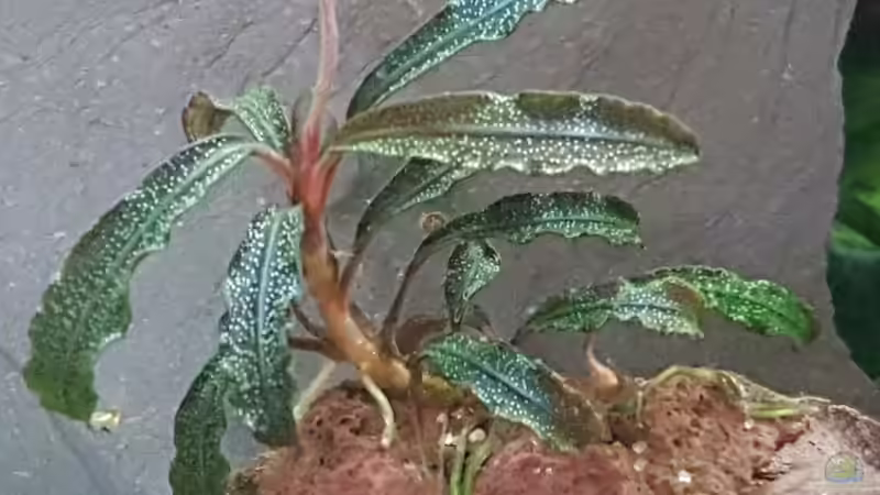 Bucephalandra Kedagang von River Creator (18)