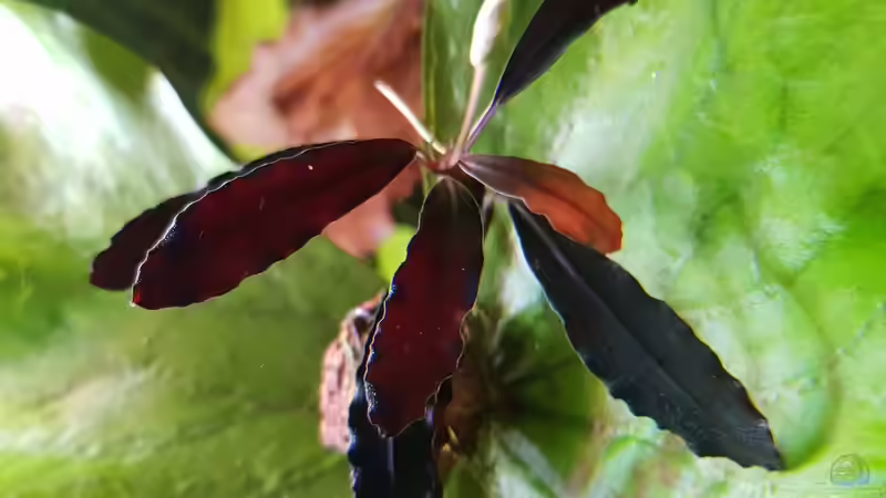 Bucephalandra Little ghost  von River Creator (12)