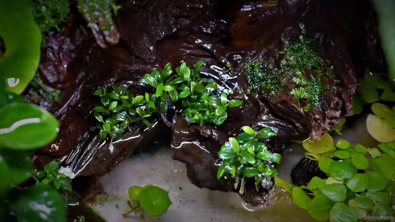 Bucephalandra micrantha Needle Leaf von Junglist (14)