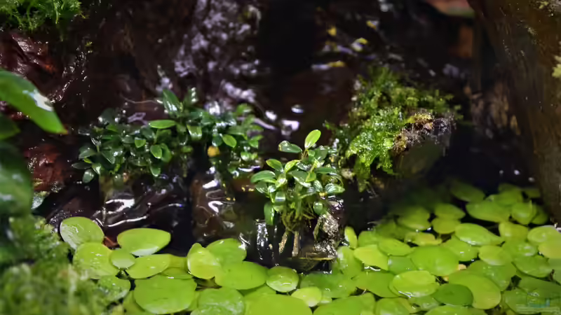 Bucephalandra micrantha Needle Leaf von Junglist (20)