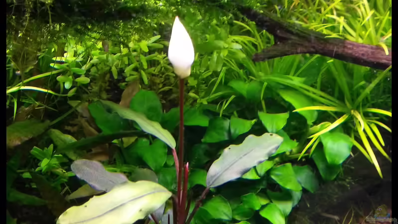 Bucephalandra motleyana  von Konzi (21)