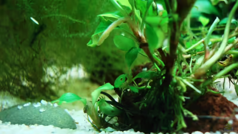 Bucephalandra motleyana auf Lavastein von cantiga (14)