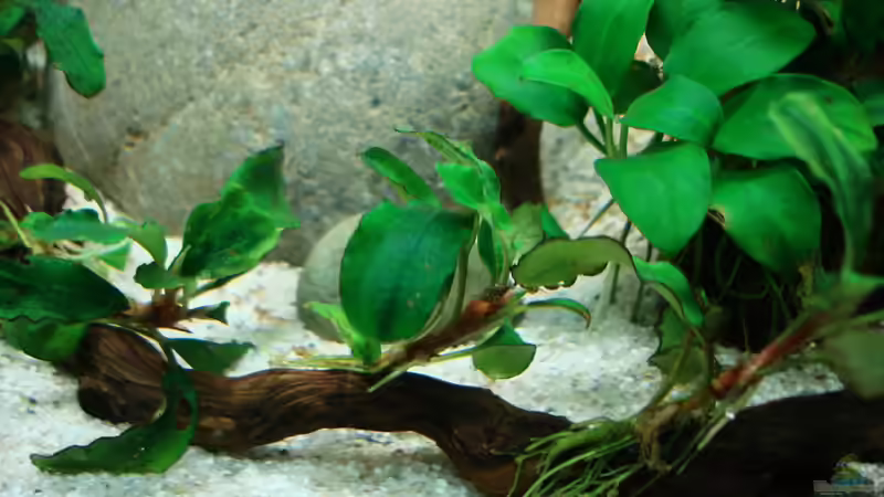 bucephalandra motleyana auf Wurzel von cantiga (15)