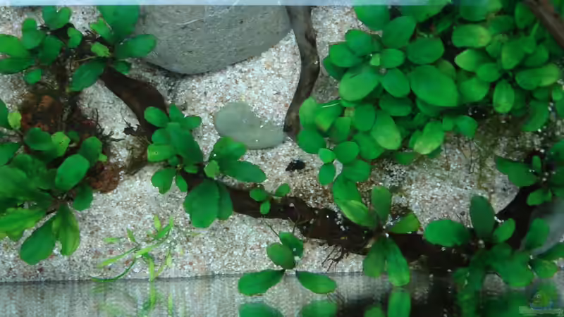 Bucephalandra Motleyana Bukit Kelam von cantiga (16)