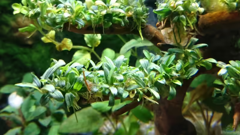 Bucephalandra Needle Leaf Invitro XL  von Inuki (3)