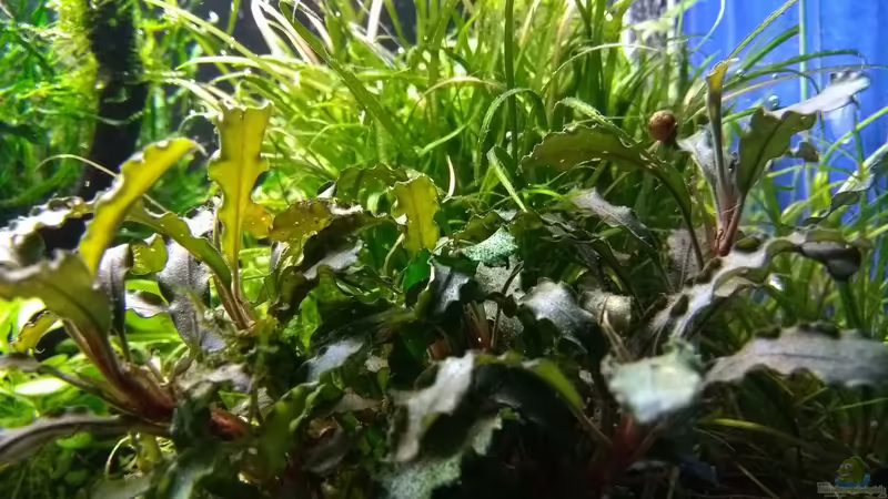 Bucephalandra pygmaea ´Bukit Kelam / Sintang´ 17.02.2018 von C-NA (31)