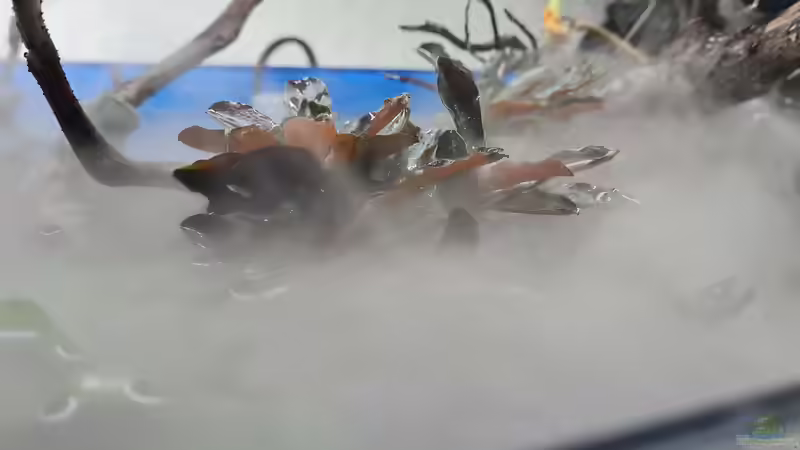 Bucephalandra Pygmeus im Aquarium pflegen (Einrichtungsbeispiele für Bucephalandra Pygmeus)