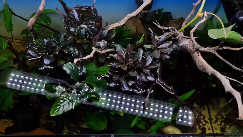 Bucephalandra pygmeus von David Schneider Aquaristik (10)