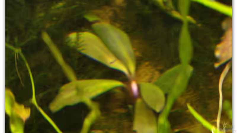 Bucephalandra sp. ´braun/rot´ von hotwheelz (13)