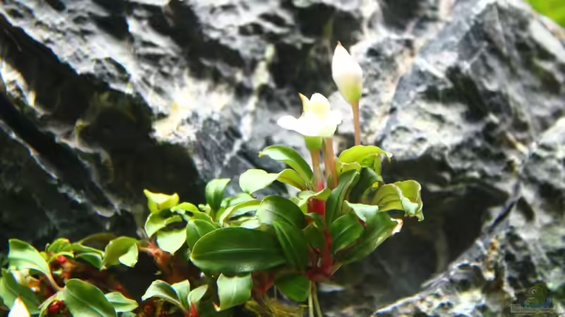 Bucephalandra sp. ´Lamandau Mini Red´ (In Woche 3 eingesetzt) von X-Rayminator (17)
