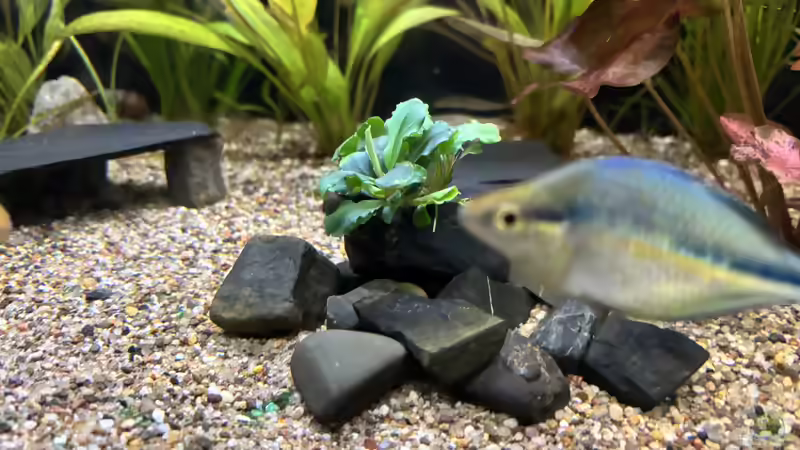 Bucephalandra sp. red linksseitig auf sein geklebt von herkla (12)