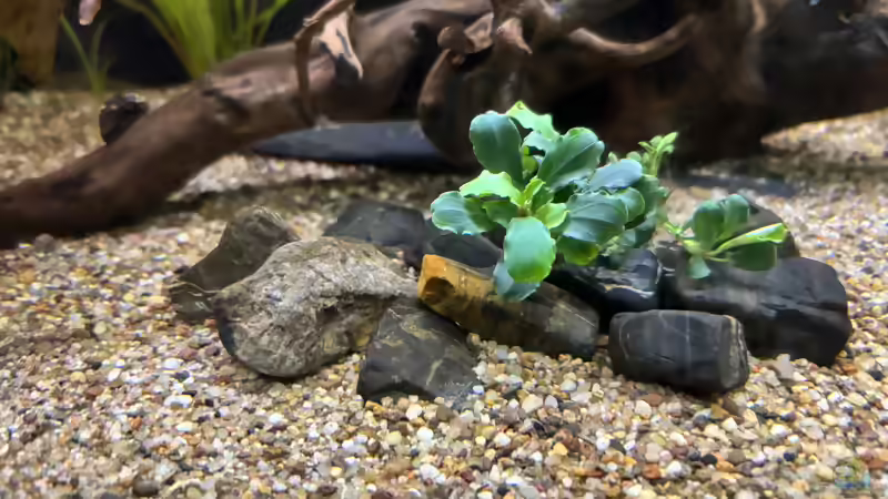 Bucephalandra sp. red mittig auf Stein geklebt von herkla (13)