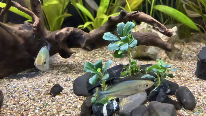 Bucephalandra sp. red rechtsseitig auf Stein geklebt von herkla (14)