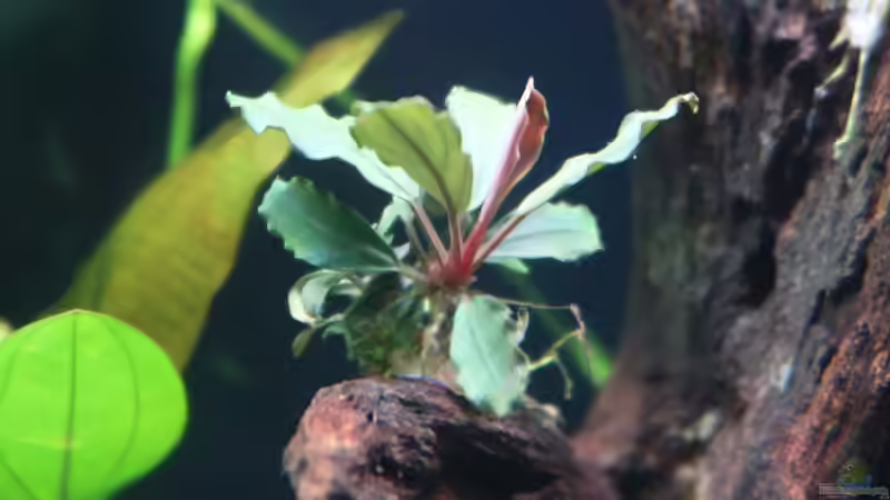 Bucephalandra sp. red von ernst11 (16)