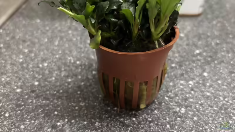 Bucephalandra sp. Red von herkla (15)