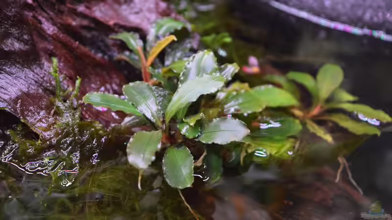 Bucephalandra sp. Red von Junglist (18)