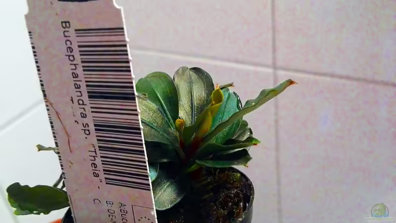 Bucephalandra sp. ´Theia´ von Sarah_Schneider (20)