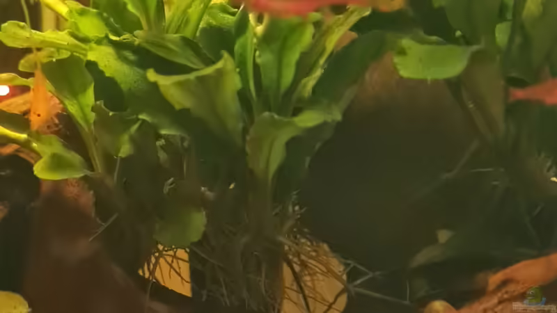 Bucephalandra sp. Theia im Aquarium pflegen (Einrichtungsbeispiele für Bucephalandra sp. Theia)