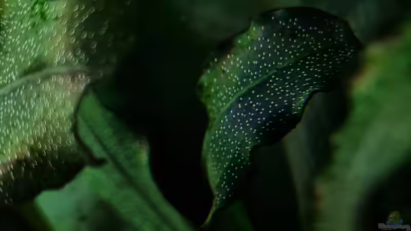 Bucephalandra sp. von David Schneider Aquaristik (12)