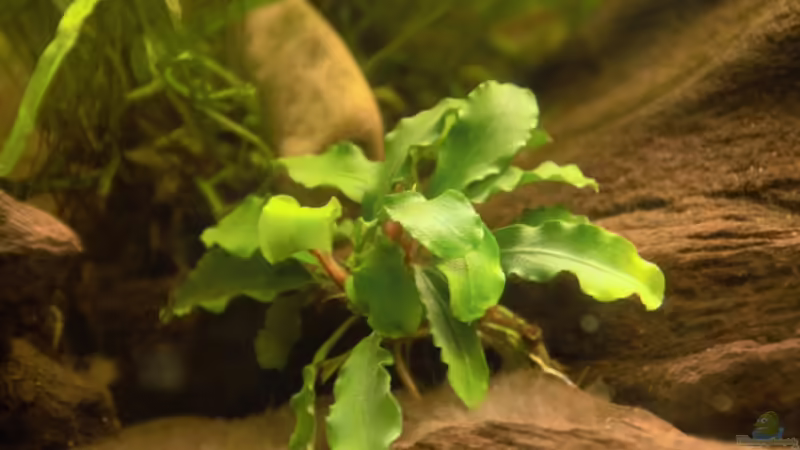 Bucephalandra sp. Wavy Leaf von Dominik (12)